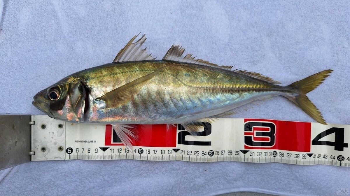 沼津周辺のアジは20cm前後が多いが春の深場では40cmオーバーも飛び出すそうだ