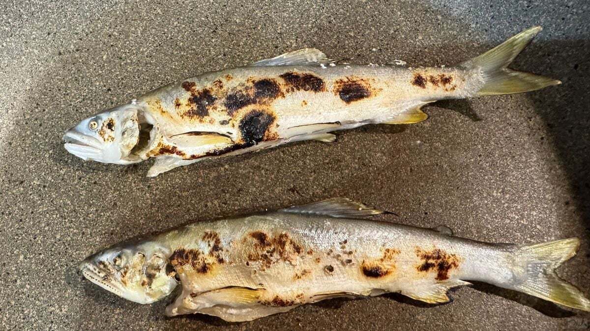 軽く塩を振って焼き色を付けたアユ