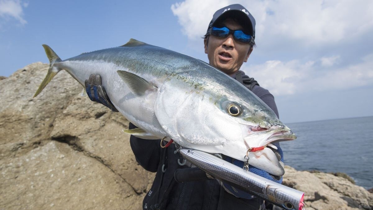 ブリは出世魚。各地で呼び名が異なるが、概ね80cm以上をブリと呼び、それよりも下のサイズは関東ではワラサ、関西ではメジロ、九州ではヤズと呼ぶ