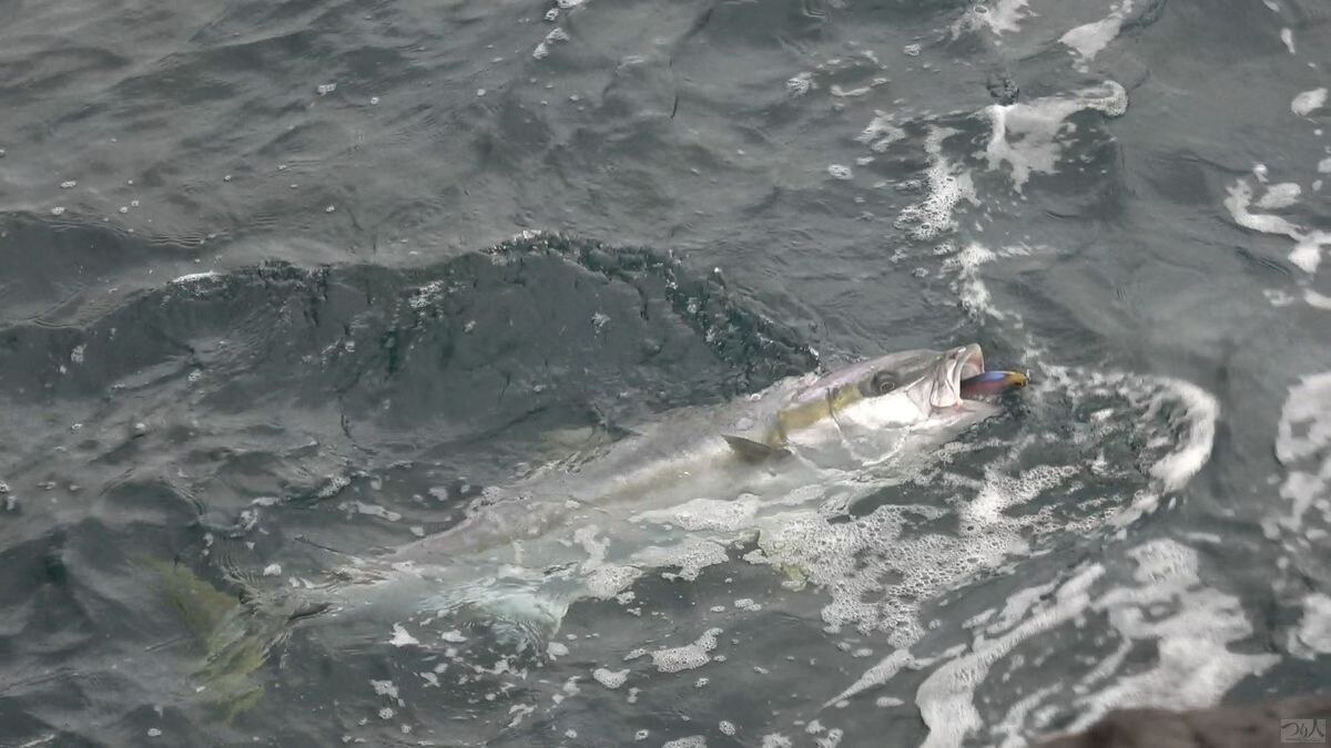 海面に浮上させたのは確実に10kgオーバーのヒラマサ。フッキングも万全であると確信