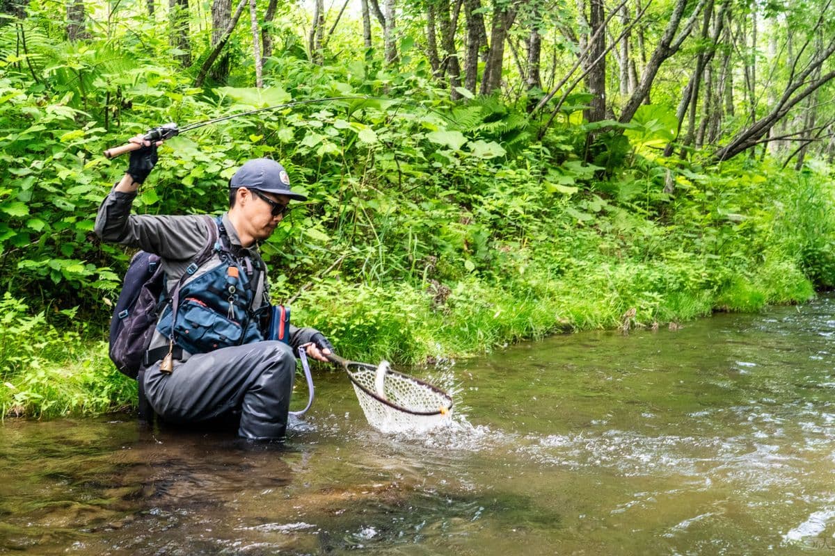 渓流でトラウトをランディングする釣り人
