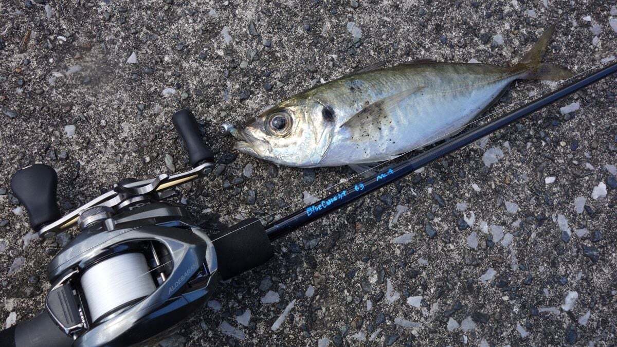10 年前のテスト釣行時の釣果