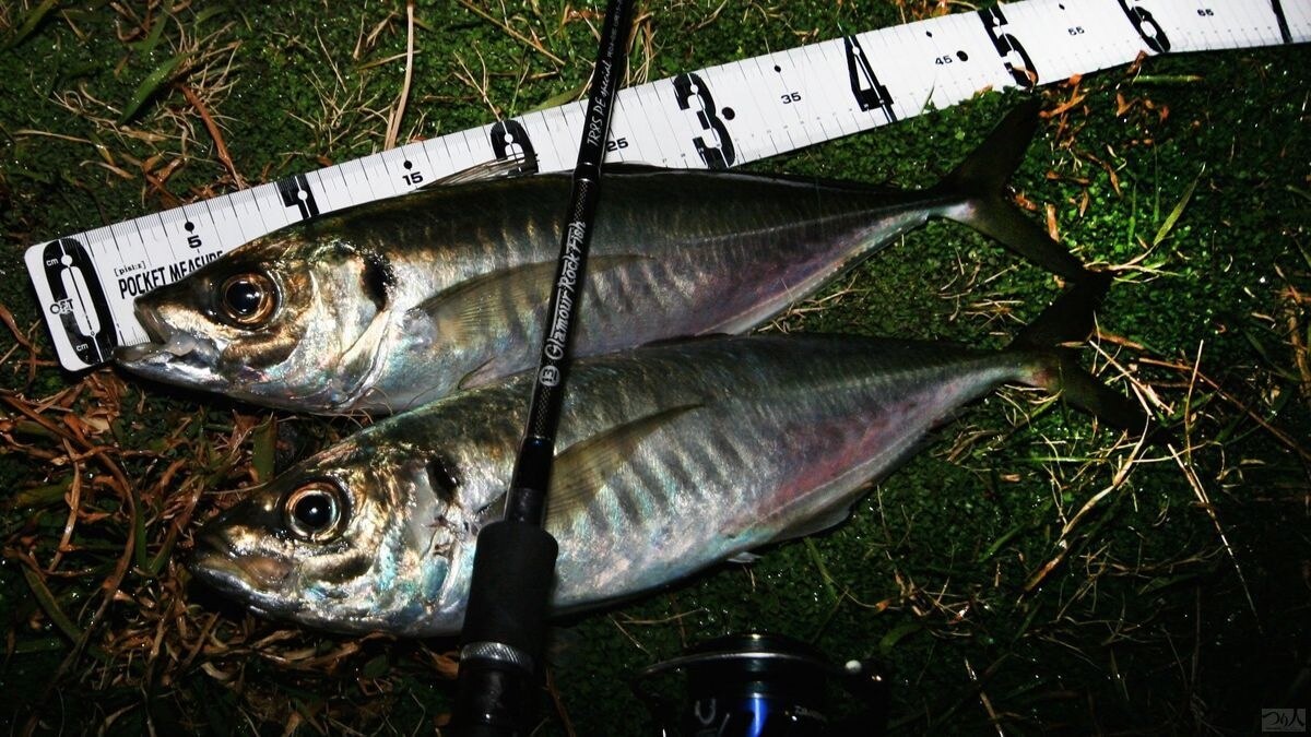 アジングで釣れた良型のアジ。サイズの釣り分けもアジングの醍醐味だ