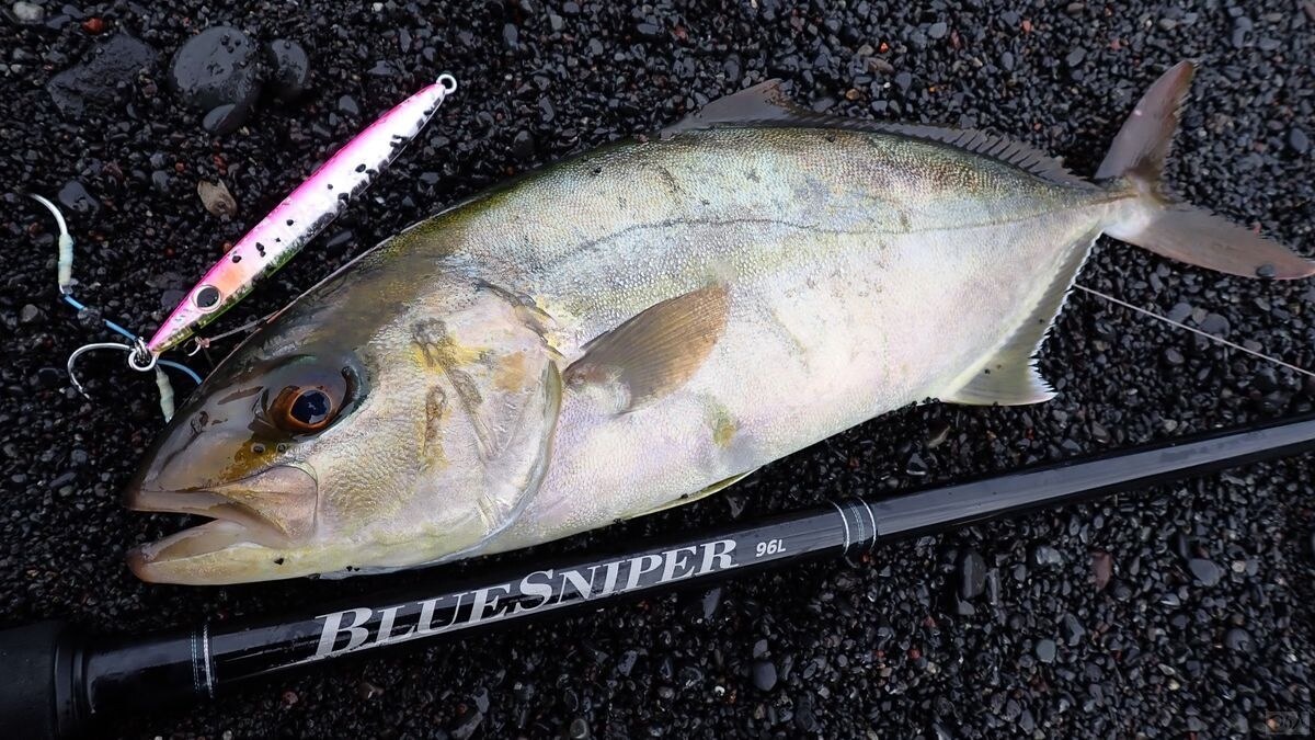 伊豆諸島に限らず砂利浜も意外とショアジギングでカンパチが釣れる