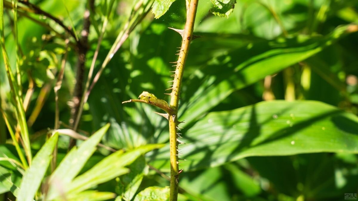 たとえばトゲのある植物など、実際の釣り場で危険を早めに察知して避けることも大切。ウエーダーを長持ちさせるだけでなく、ケガの防止にもつながる