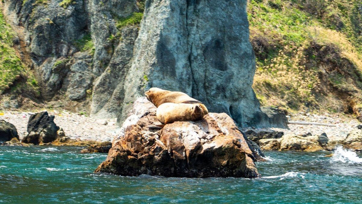 今年はトドが多いらしい。その影響により、シーズン開幕からクロソイはボトムべったりだったそう