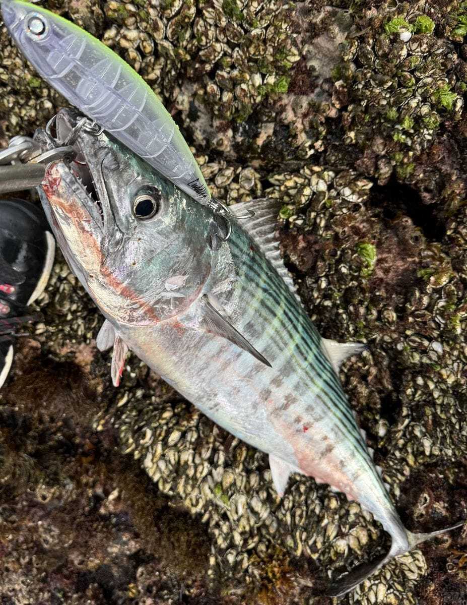 大根ではハガツオもヒットする