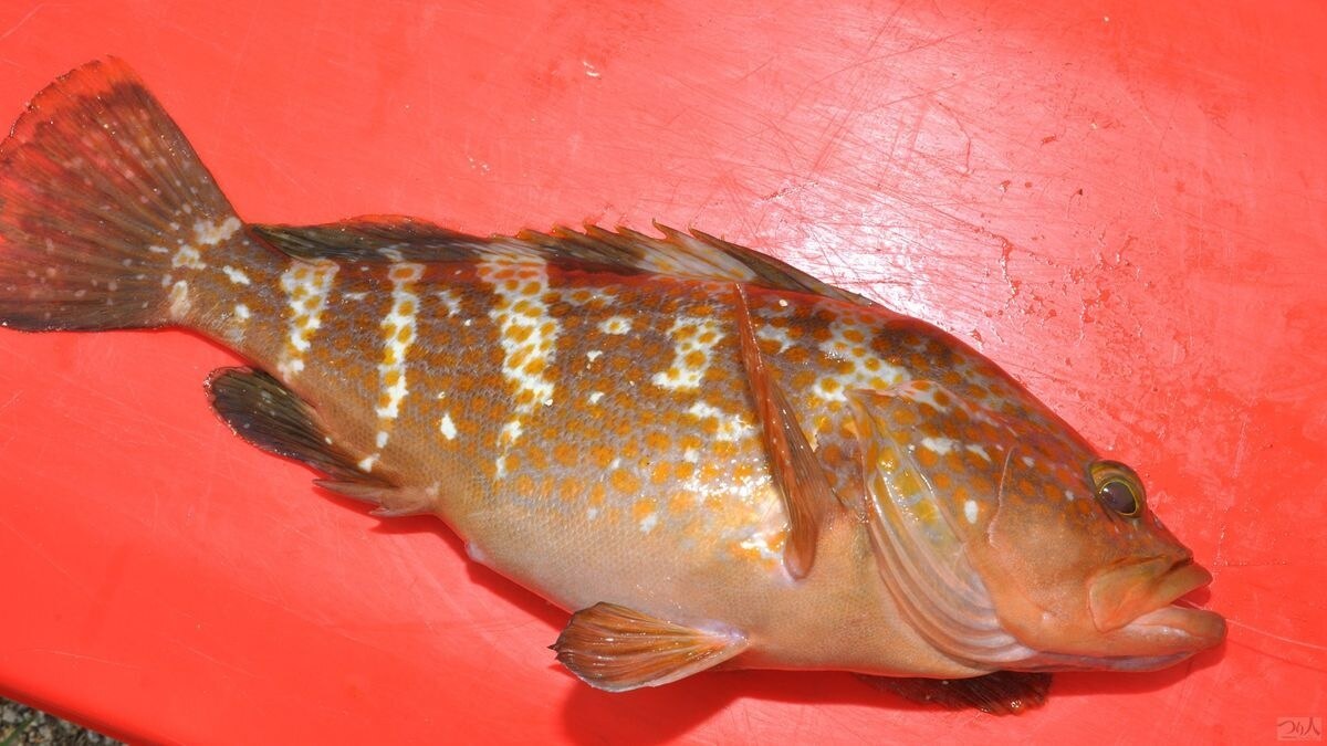 オレンジの魚体が美しいキジハタ。砂地に沈み根や海藻帯が点在するポイントに多く生息する