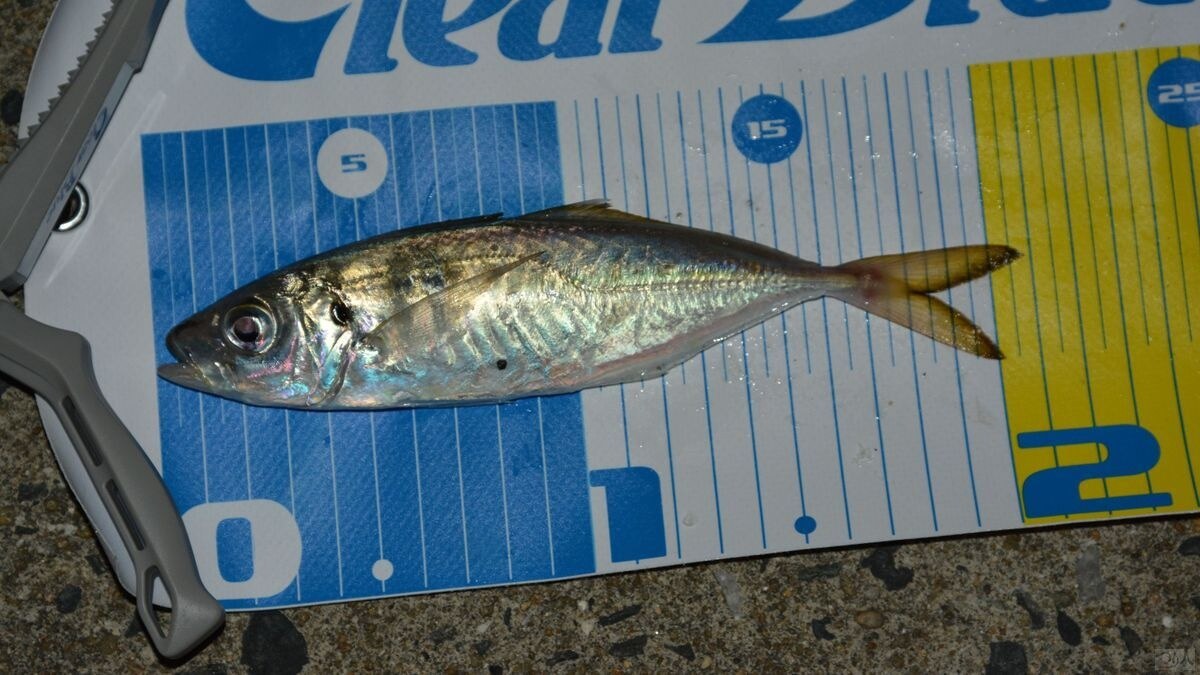 サイズこそ20cm前後がメインだったが読みが当たった展開に「釣り味的にもとても楽しめた」と本岡さん
