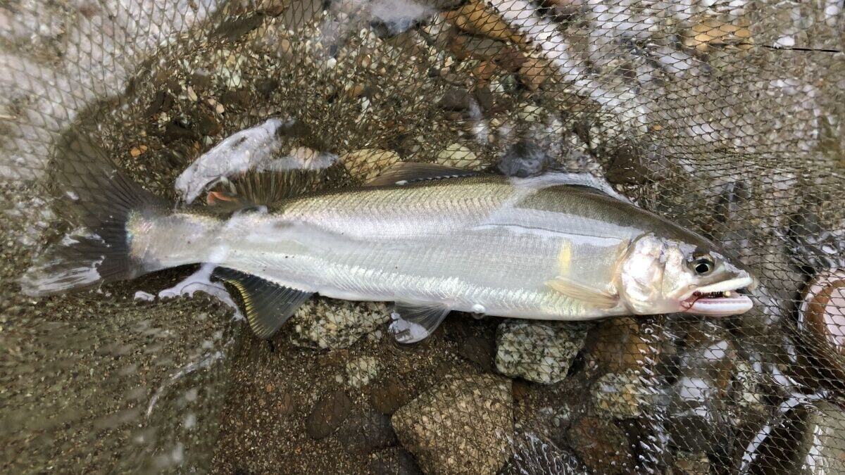 アユ毛バリ釣りのハイシーズンは解禁から梅雨が明ける前と9月以降の2回