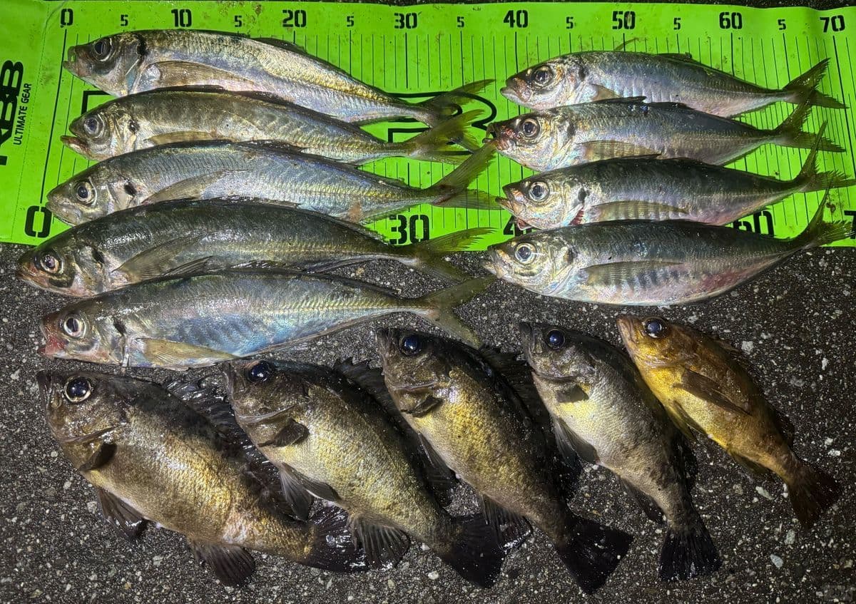 過去3月頃の釣果。アジもメバルも大型が釣れ盛った。アジは最大で39cmくらい