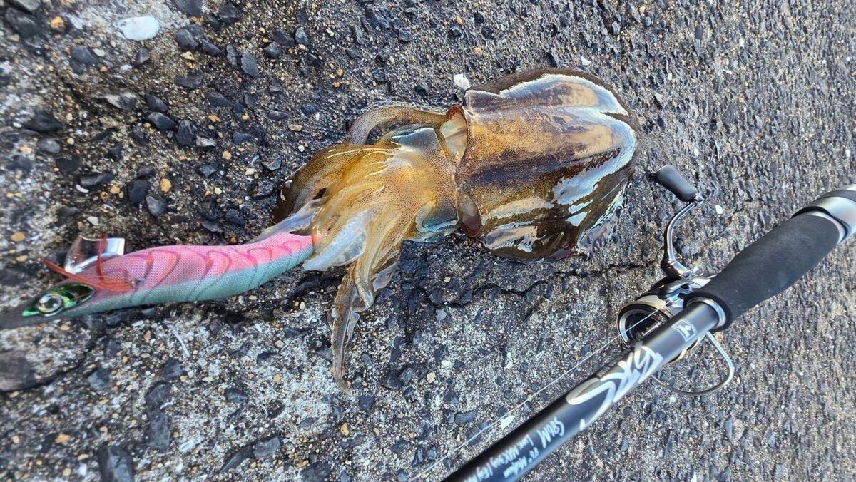 3. イカの活性が低かったり警戒心が高まっている場面でも、ナチュラル系のハイプレッシャーグリーンには乗ってくることがある