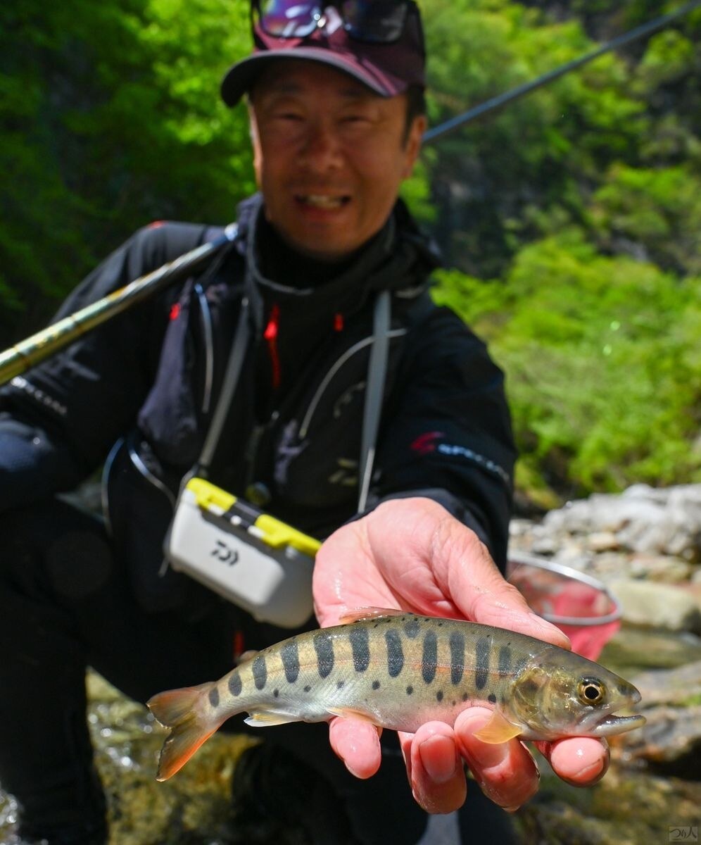 釣れるヤマメはほぼすべてヒレピンで千島さんも満足の一日となった