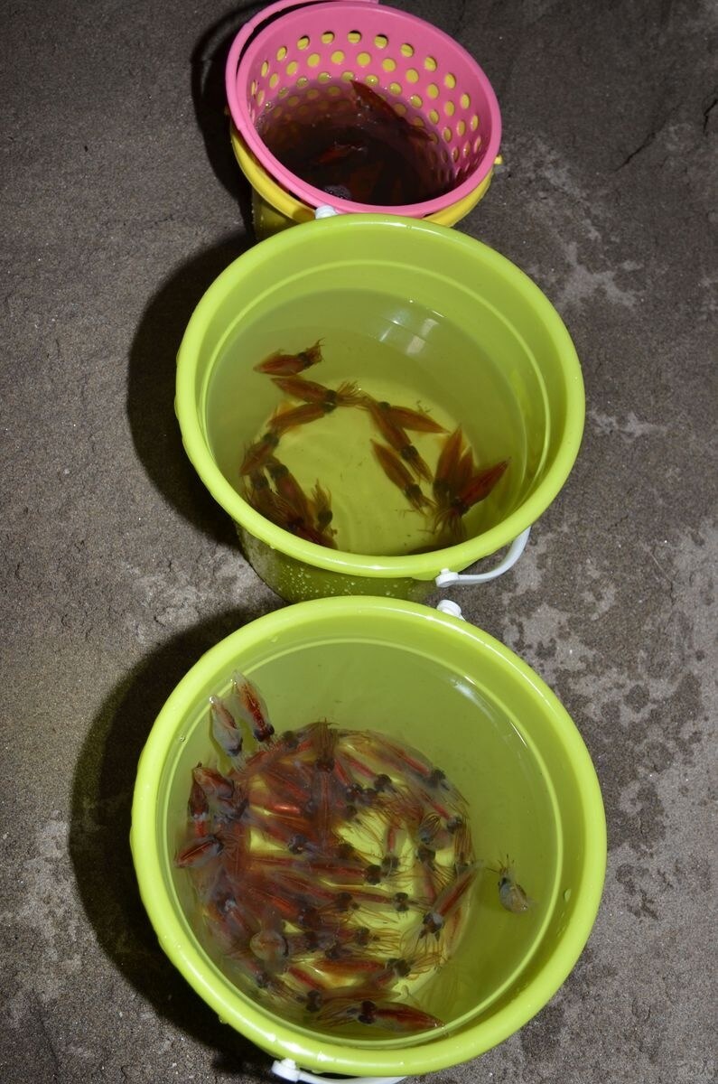 美味しく食べるには砂をしっかり吐かせること。きれいな水が張れるバケツを数個持参するのがおすすめ