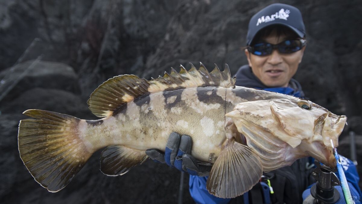 ロックショアで出会える魚たち。ハタ類からクエまで多彩なロックフィッシュがヒットする