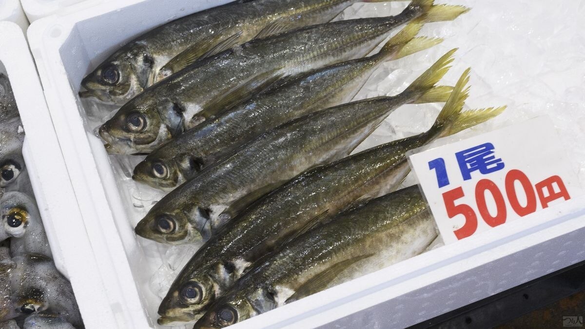 新潟県柏崎沖で釣れた黒アジタイプ