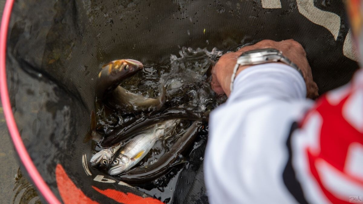 緑地公園から400m下流の瀬で友釣りをしていた人の午前中の釣果はちょうど10尾。ちなみに身は臭みもなく美味しいそう。ただし、内臓は抜いているとか