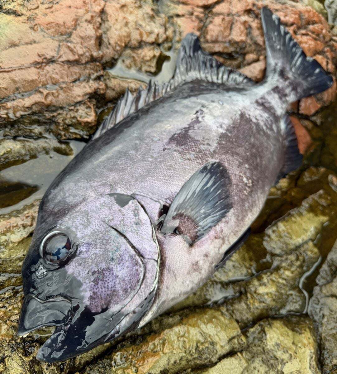 「本当にかっこいい魚ですよね」と和田さんを魅了するイシダイ。磯の王者に相応しい風格だ
