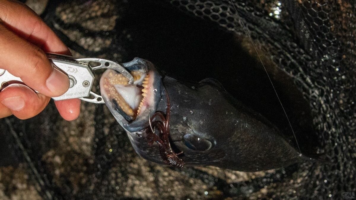 甲殻類から小魚、貝類まで噛み砕くクロダイの歯。上唇にフックが貫通していた