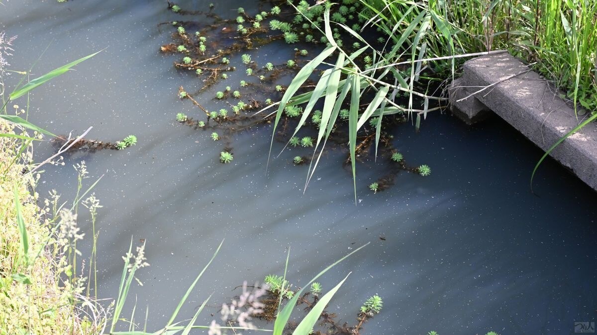霞ヶ浦のホソではこんな水色が有望だという。クリアでもなく茶色の濁りでもない「ササ濁り」だ