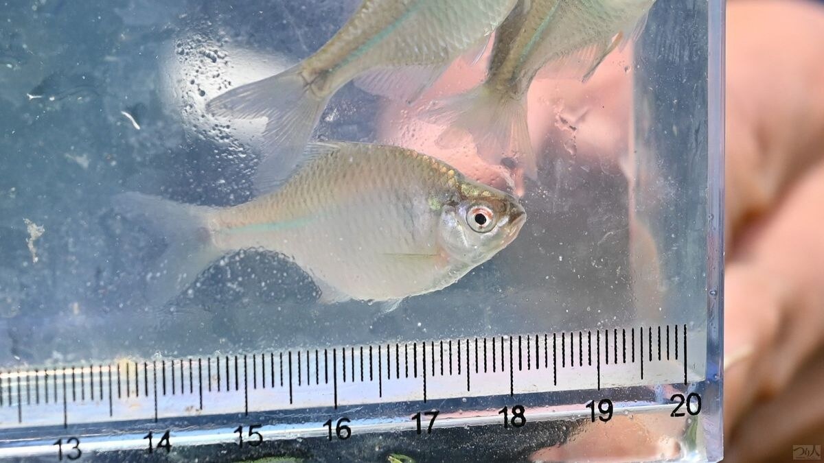1ヵ所のポイントに滞在する時間は短かったが、それでも魚が固まっているポイントに当たればオカメたちが楽しませてくれた