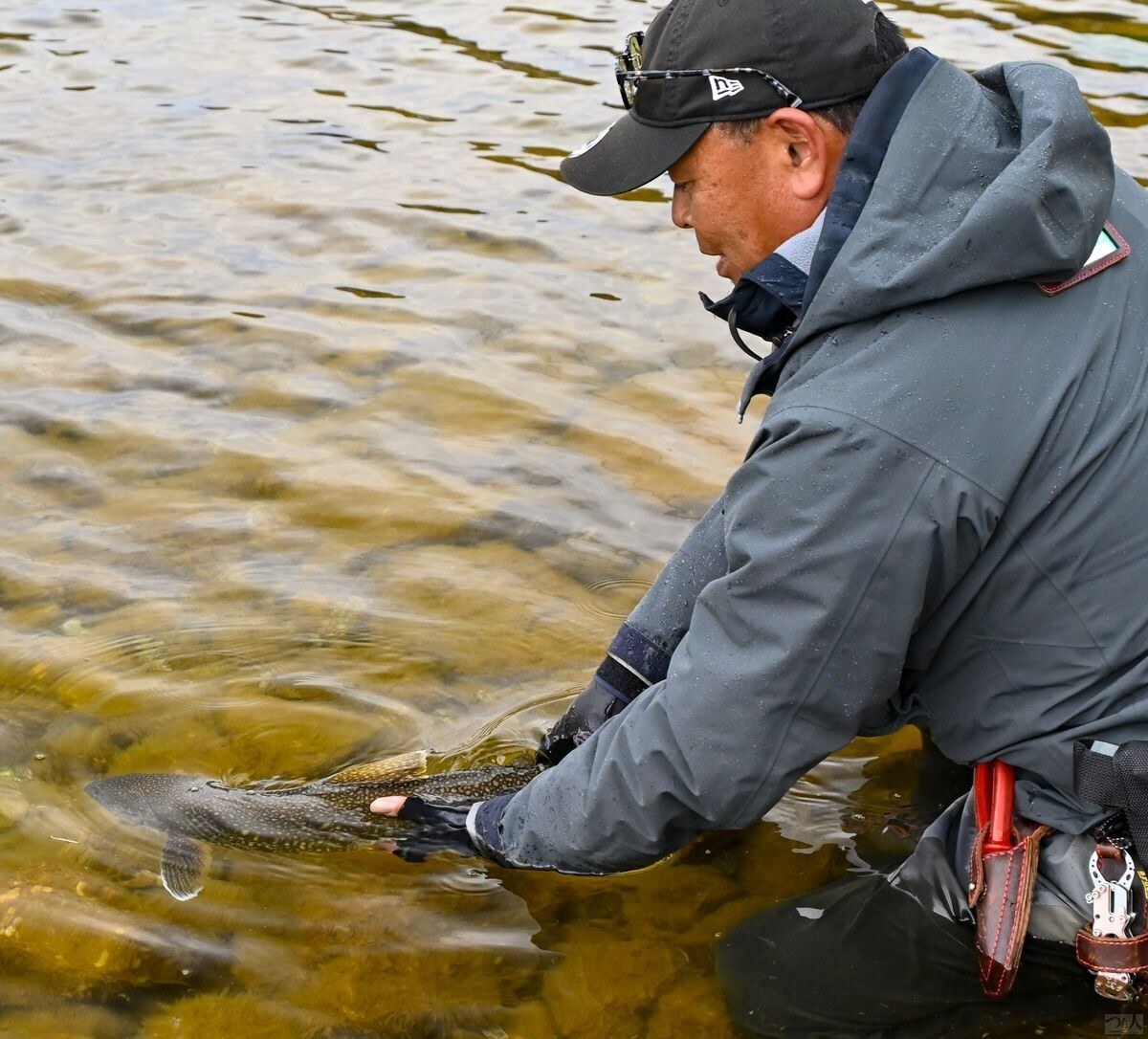 水温が高いとすぐに弱ってしまうのでリリースにも気を使いたい