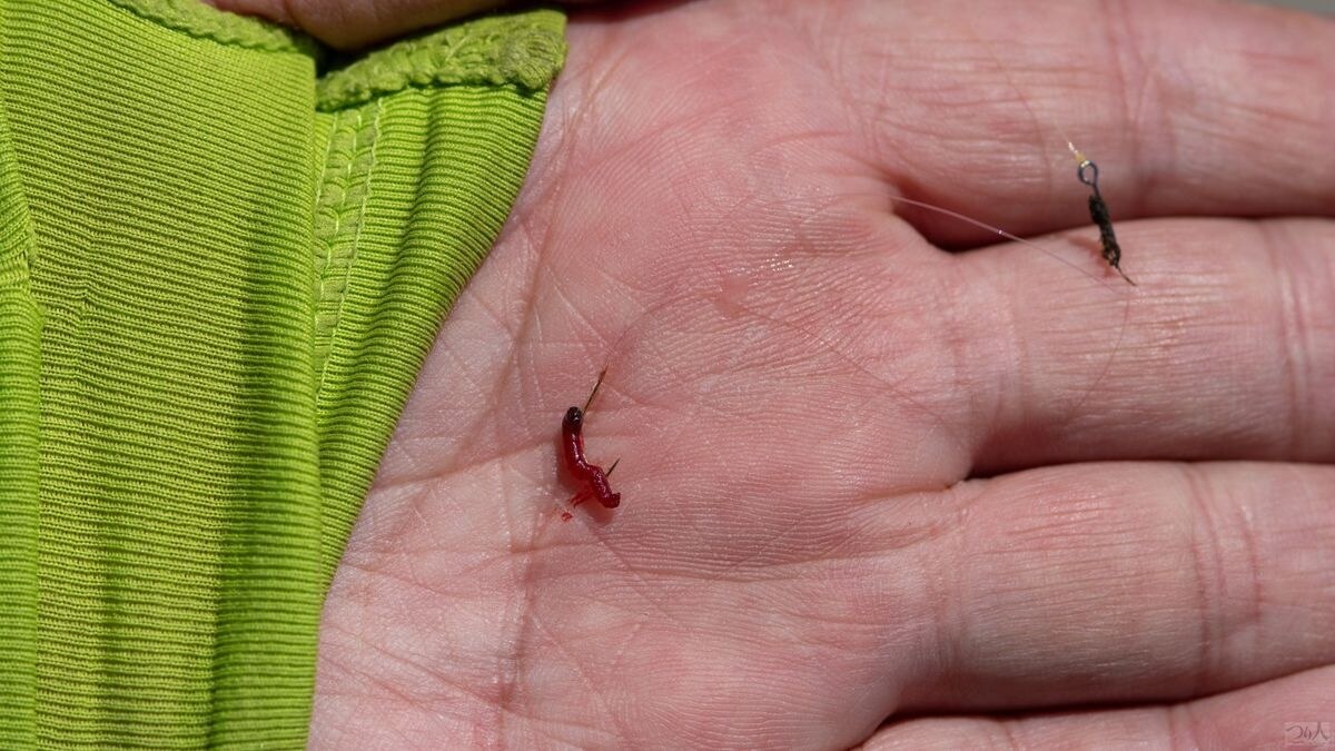 最もポピュラーで実績も高いのがアカムシ。頭部へのチョン掛けよりもしっかり身からハリ先を出す通し刺しのほうがフッキング率が高いそうだ