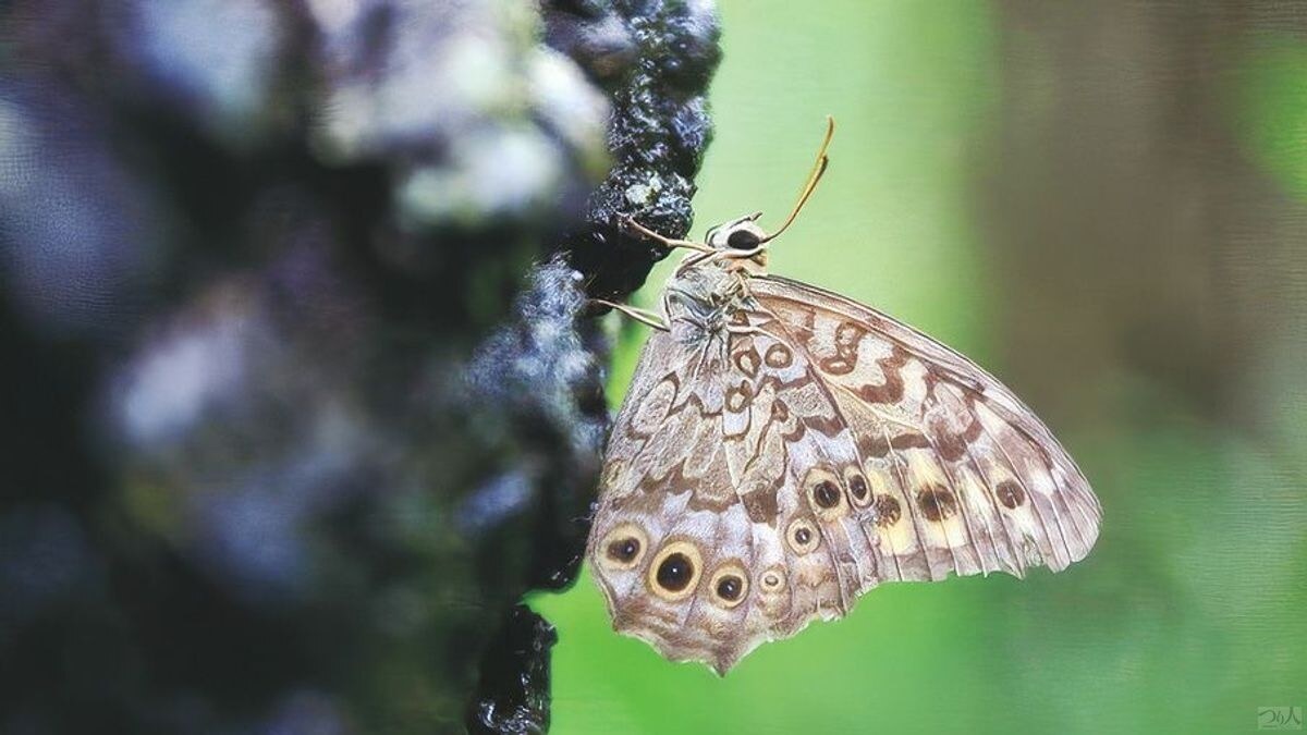 樹液を吸うタイプのチョウはカブトやクワガタの生息場所の大きなヒント