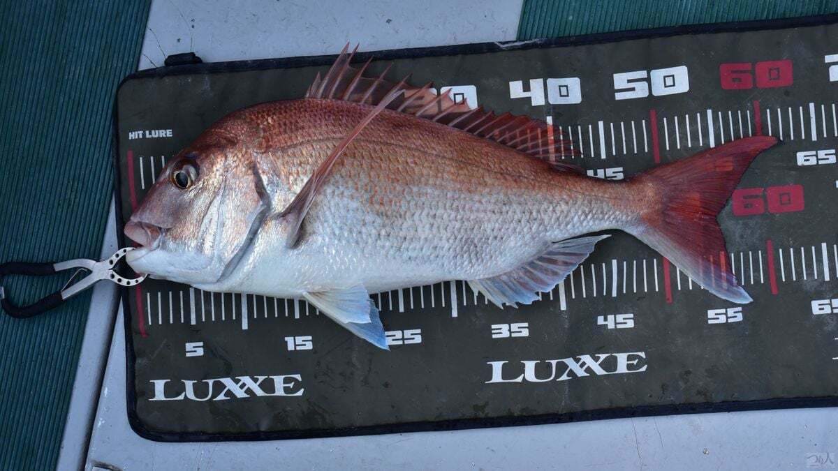 納竿間際に当日の最長寸となる62㎝をキャッチ。いかにタイラバのゲーム性が優れているかを伝えるには充分のインパクトだ