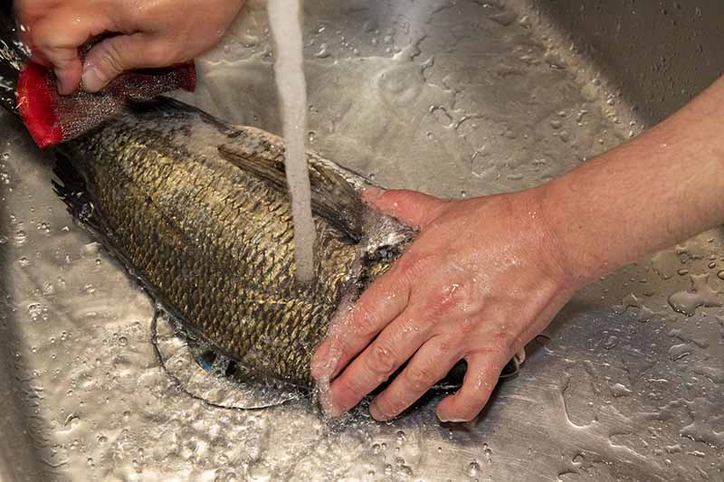 クロダイの捌き方 手順1：真水をかけながら金ダワシで体表をこすってヌメリを落とすと食中毒の予防になる