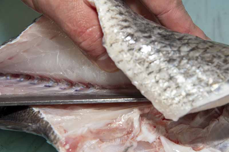 クロダイの捌き方 手順10：9で入れた切れ込みに沿って中骨を感じながら背骨に当たるまで切る