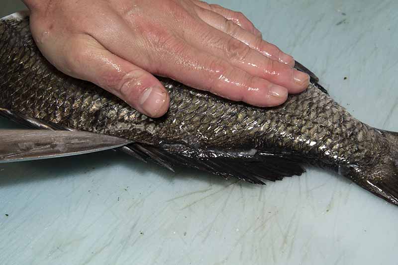 クロダイの捌き方 手順11：尾ビレの付け根から頭側にかけて浅く包丁を入れる