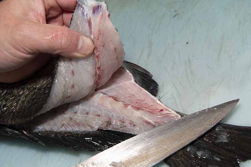 クロダイの捌き方 手順13：尾ビレ側から包丁を入れ背骨と身を切り離す