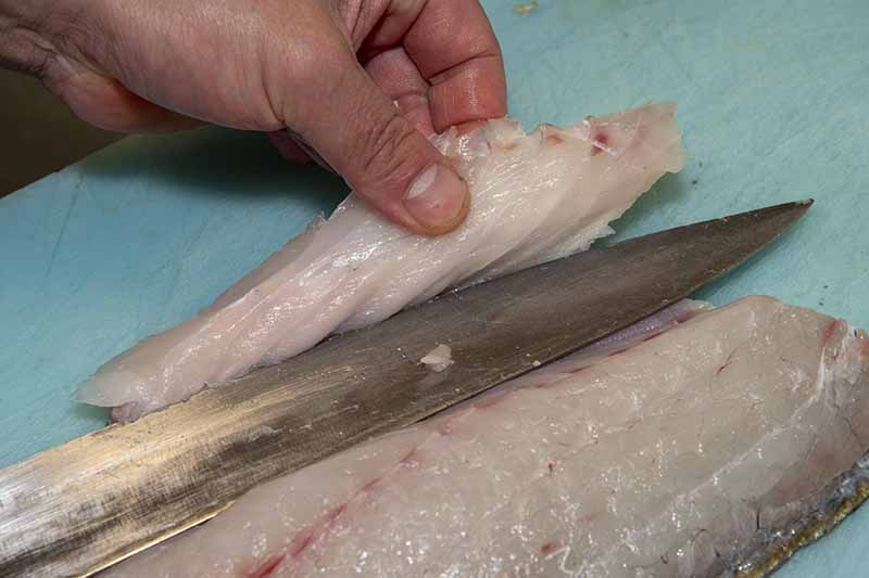 クロダイの捌き方 手順15：包丁が半分くらい進んだらすくい上げるようにして腹骨をすく