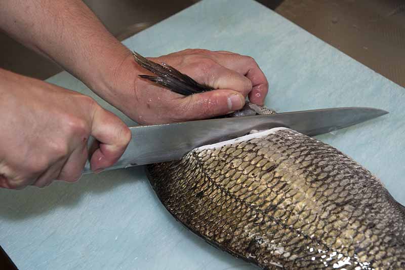 クロダイの捌き方 手順3：胸ビレの後ろから斜めに包丁を入れ背骨に当たるまで切れ目を入れる