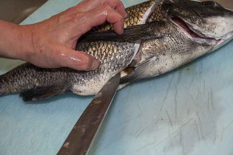クロダイの捌き方 手順4：そのまま肛門まで切る
