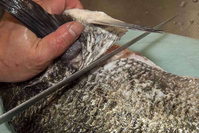 クロダイの捌き方 手順6：裏返して胸ビレの後ろから包丁を入れ、頭を落とす