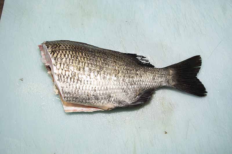 クロダイの捌き方 手順7：頭を落とした状態。まな板や包丁をこの時に一度洗っておく