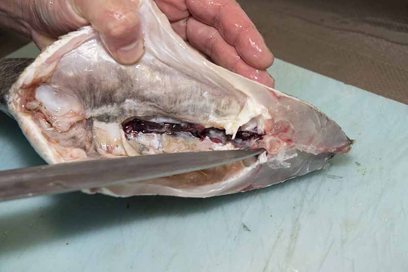 クロダイの捌き方 手順8：血合を包丁の先でこすって取り除く