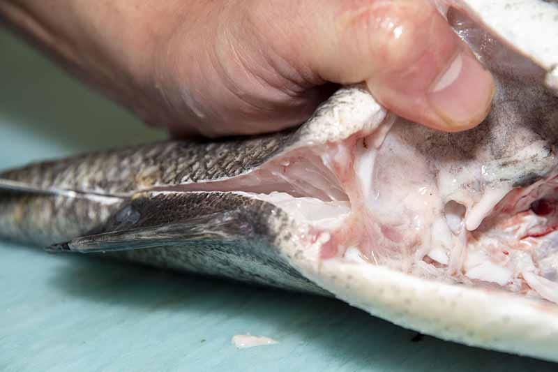 クロダイの捌き方 手順9：肛門から尾ビレの付け根にかけて浅く包丁を入れる