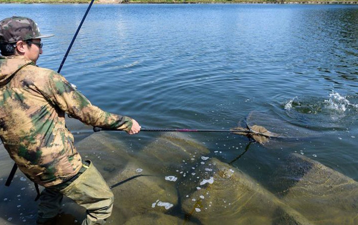 身近な川の大物釣り ボイリーでねらうコイ釣り入門 :実際に釣ってみよう | 魚種別釣りガイド