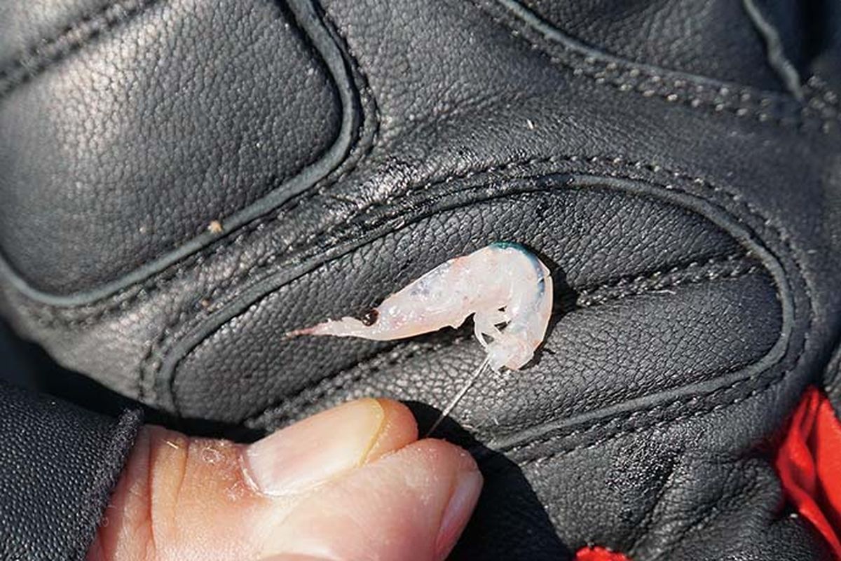 ハリのチモトまで隠れるように付けたオキアミ