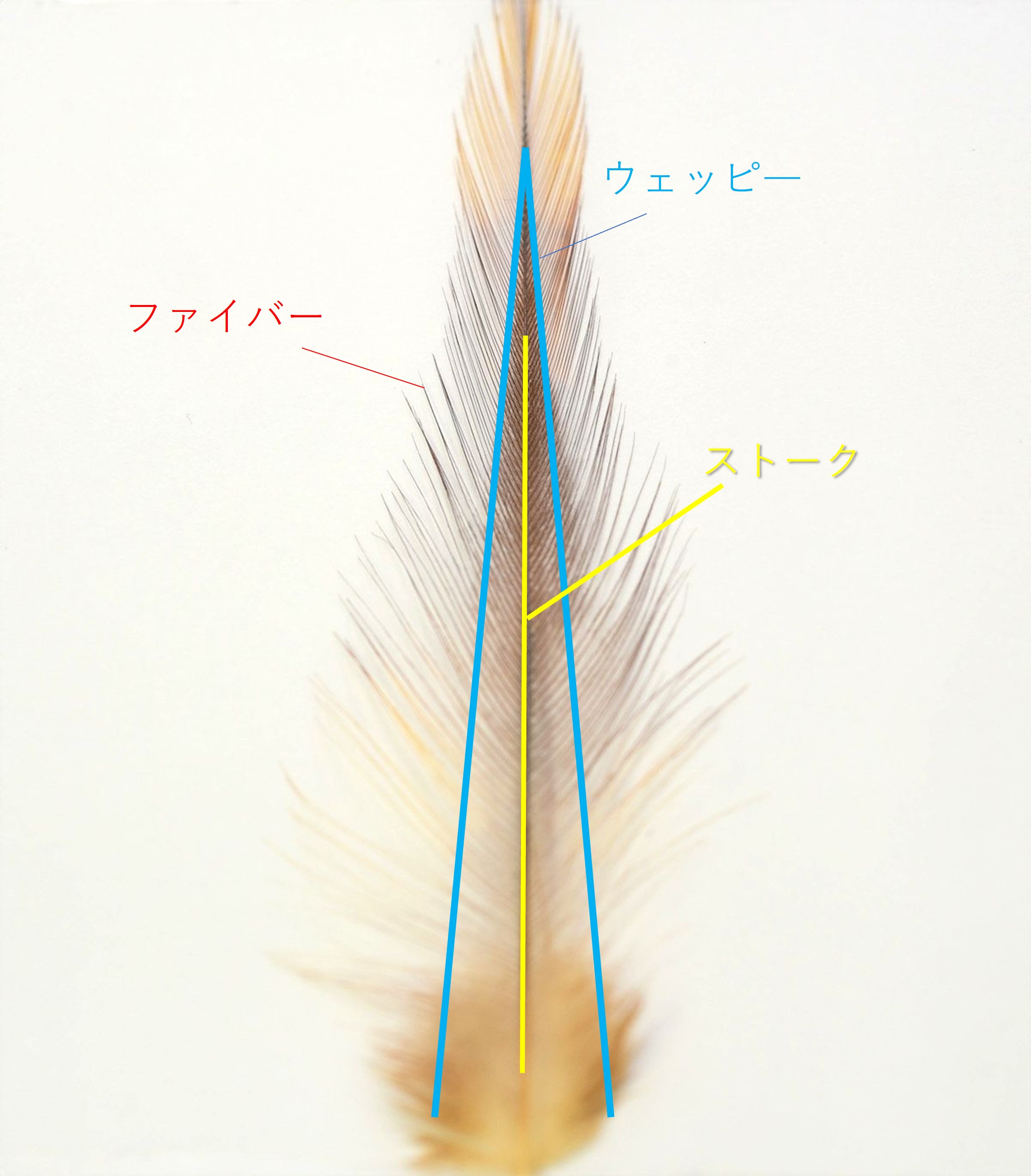 ポッパーに向くハックルの見分け方