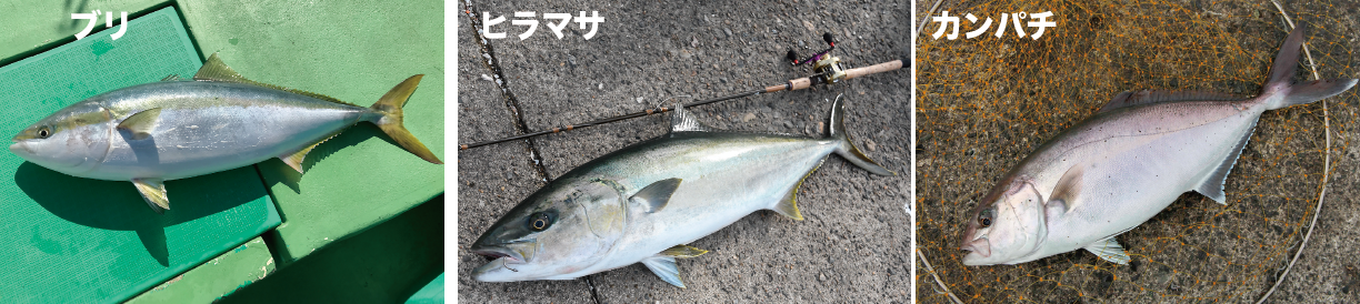 ブリ、ヒラマサ、カンパチ