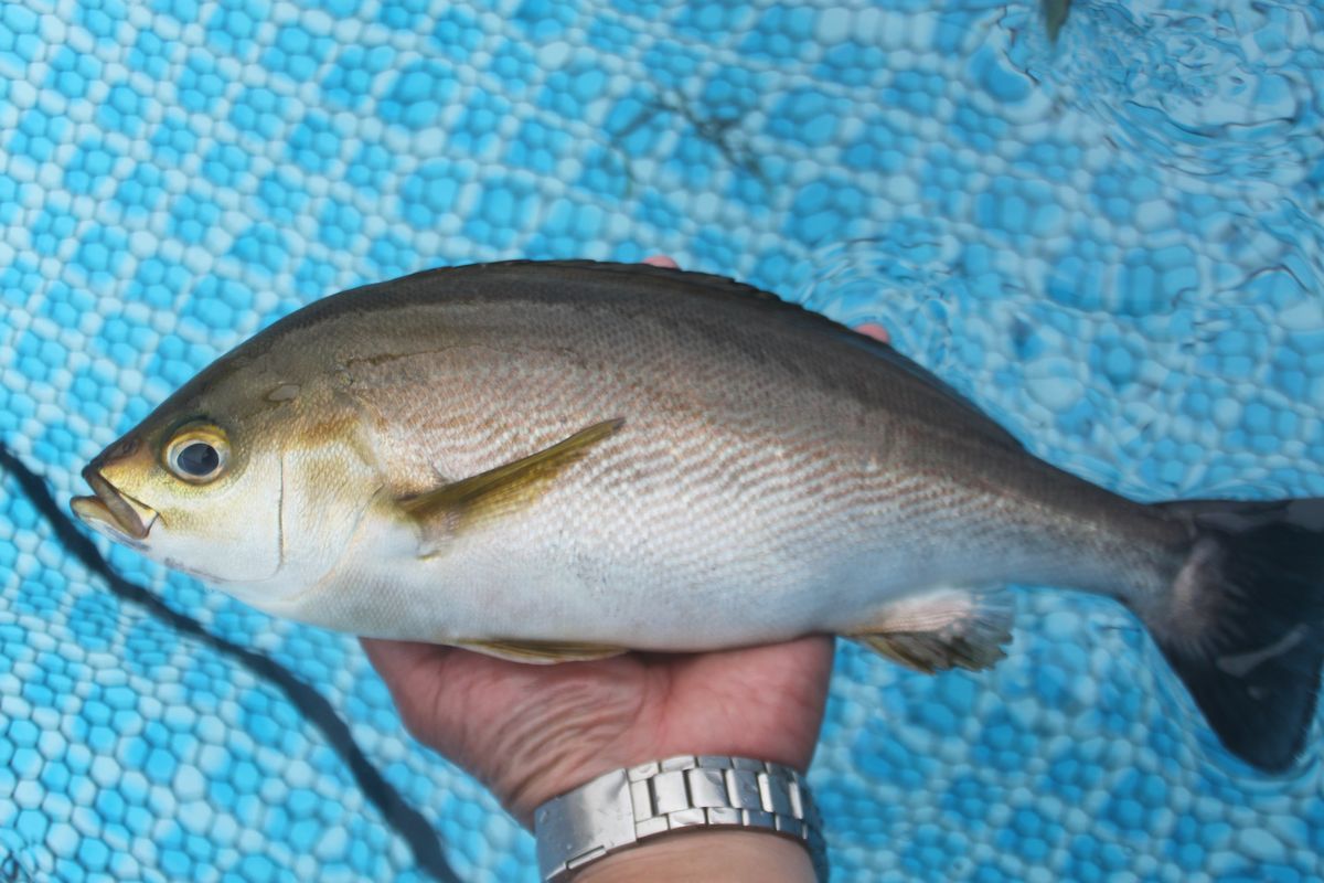 【海上釣り堀入門】釣れる魚：イサキ