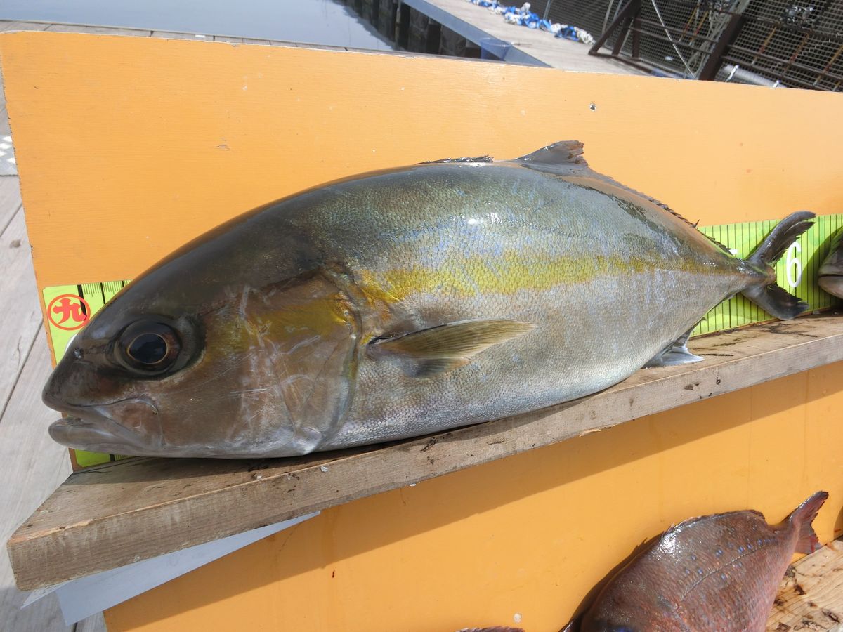 【海上釣り堀入門】釣れる魚：カンパチ