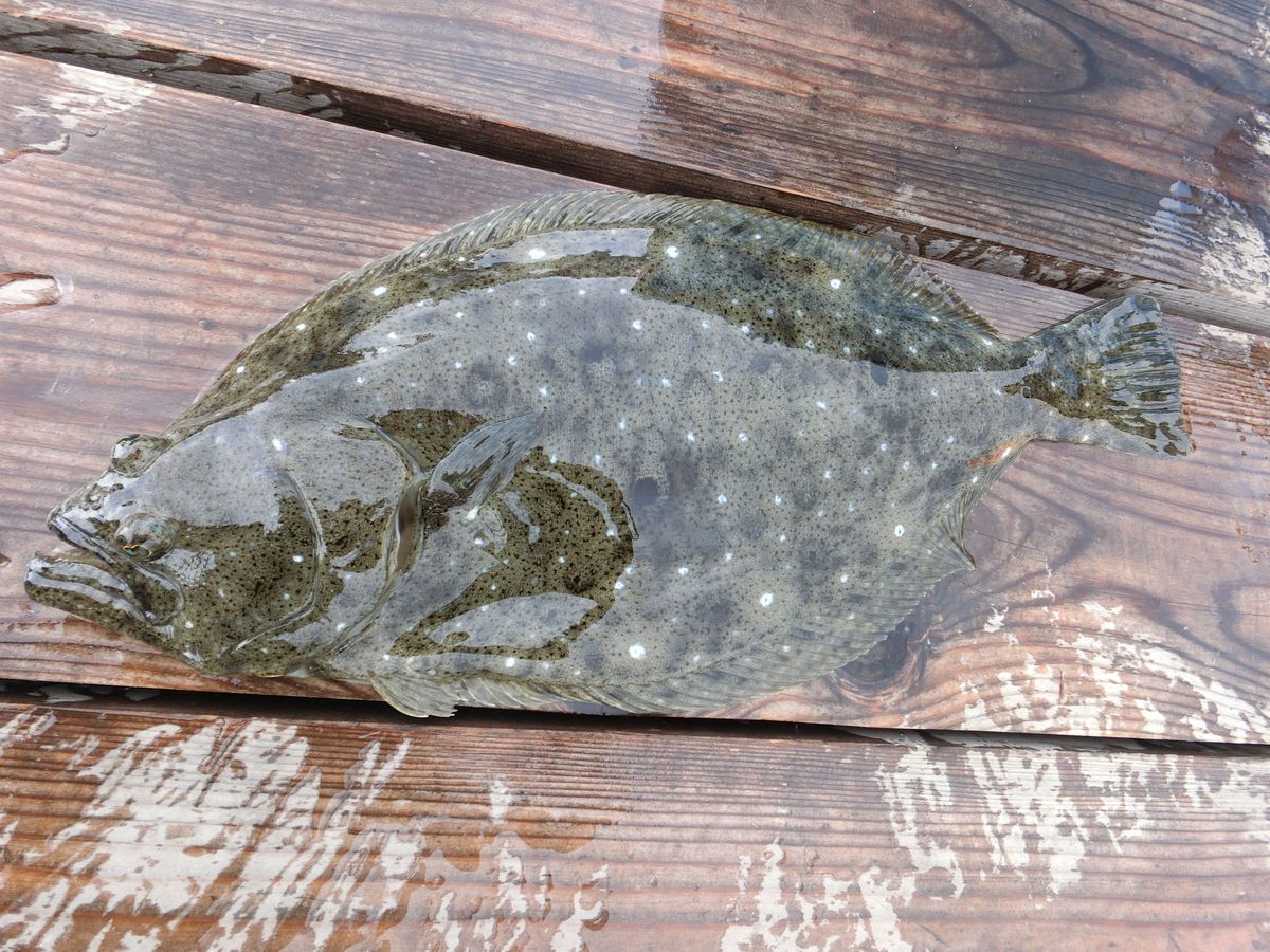【海上釣り堀入門】釣れる魚：ヒラメ