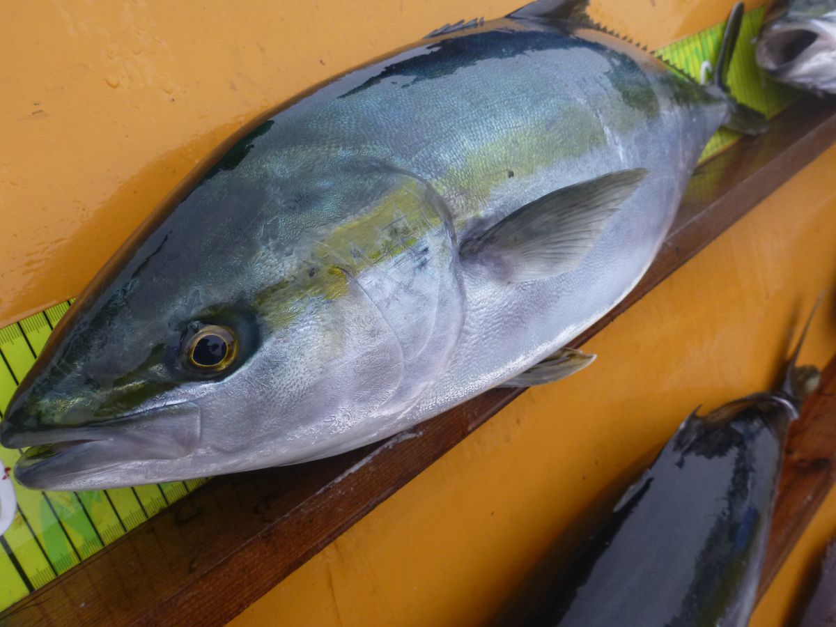 【海上釣り堀入門】釣れる魚：ブリ