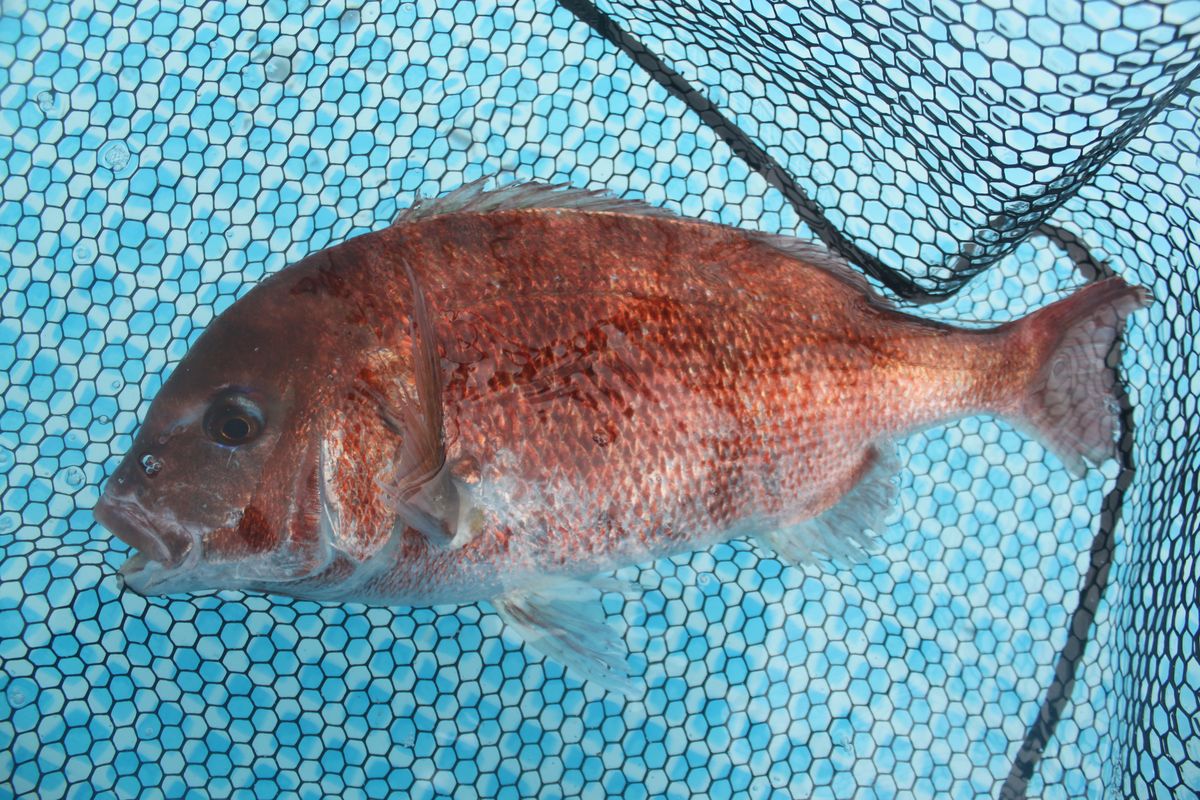 【海上釣り堀入門】釣れる魚：マダイ