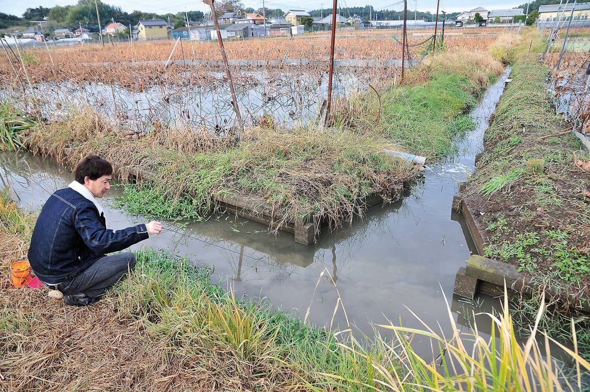 タナゴ釣り 編集部員が霞ヶ浦 北浦の水郷地帯を釣査 東浦篇 魚種別釣りガイド